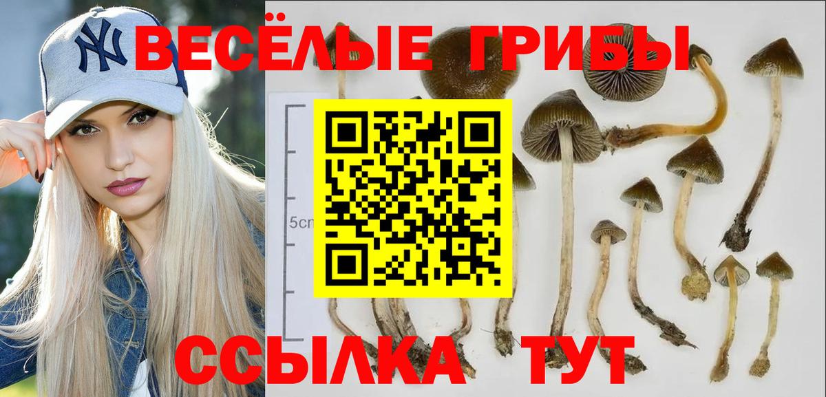 Сосновый Бор  Галлюциногенные грибы Psilocybe  закладка  Псилоцибиновые грибы Psilocybine cubensis  Вход с VPN 